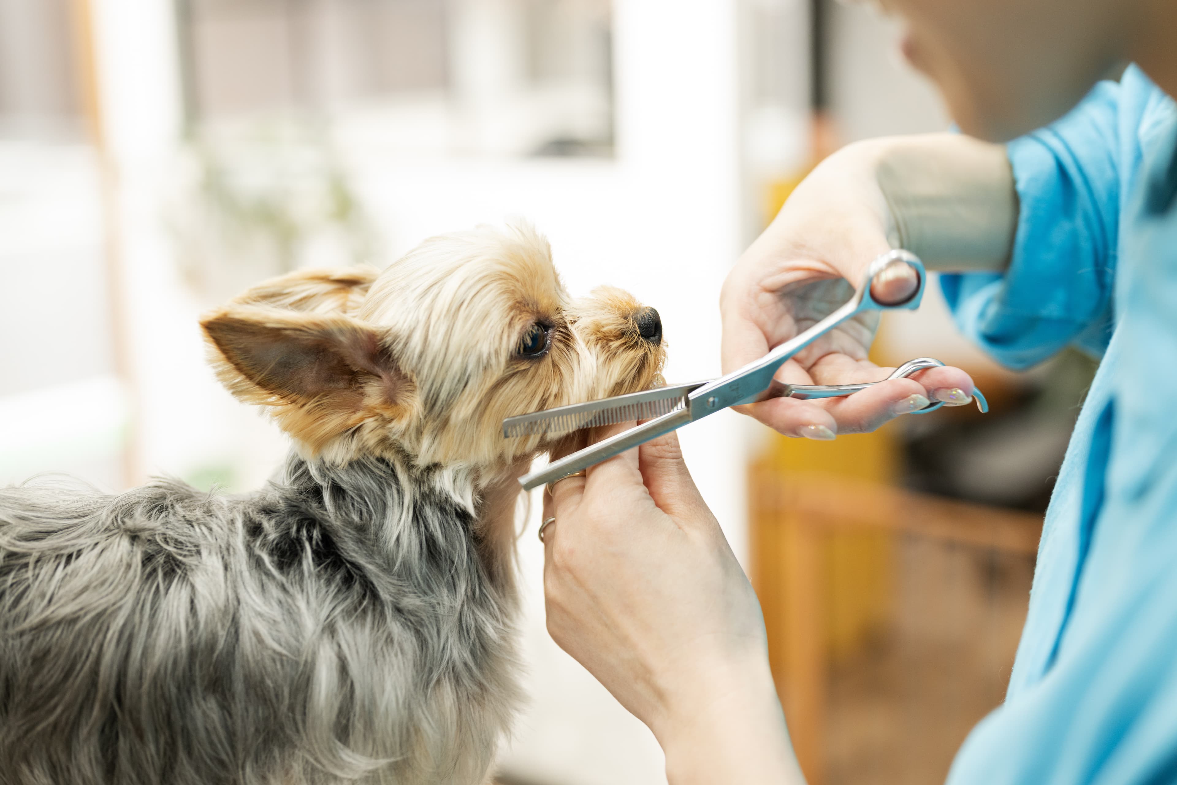 ヨークシャテリアのトリミング風景